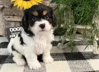 Dash, a male Bichon Frise and Cavalier King Charles Spaniel for sale in Shipshewana, IN – 1 of 6
