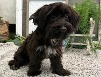 Bronson, a male Havanese and Poodle - Miniature  for sale in Shipshewana, IN – 2 of 6