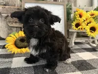 Bronson, a male Havanese and Poodle - Miniature  for sale in Shipshewana, IN – 3 of 6
