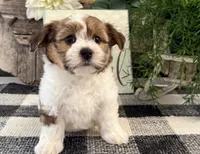 Callie, a male Havanese for sale in Shipshewana, IN – 4 of 6