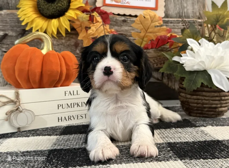 Jaycee – Cavalier King Charles Spaniel puppy for sale in Shipshewana, IN