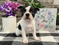 O'Hara, a female Boston Terrier for sale in Shipshewana, IN – 3 of 8