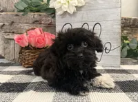 Bella, a female Havanese and Poodle - Miniature  for sale in Shipshewana, IN – 4 of 6