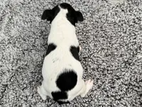 O'Hara, a female Boston Terrier for sale in Shipshewana, IN – 6 of 8