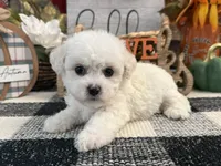 Darcy, a female Bichon Frise for sale in Shipshewana, IN – 4 of 6