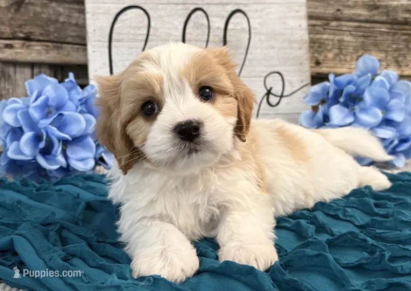 Nixon – Bichon Frise, Cavalier King Charles Spaniel puppy for sale in Shipshewana, IN