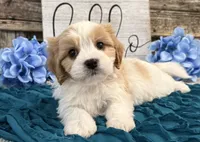 Nixon, a male Bichon Frise and Cavalier King Charles Spaniel for sale in Shipshewana, IN – 1 of 6