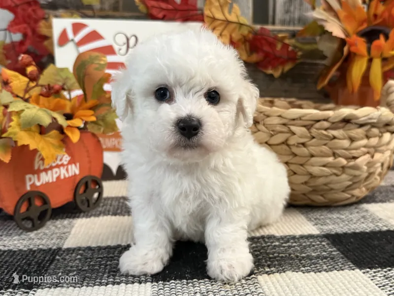 Dirk – Bichon Frise puppy for sale in Shipshewana, IN