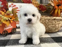 Dirk, a male Bichon Frise for sale in Shipshewana, IN – 1 of 6