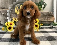 Neiman, a male Cavalier King Charles Spaniel and Poodle - Miniature  for sale in Shipshewana, IN – 2 of 5