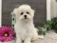 Ross, a male Bichon Frise for sale in Shipshewana, IN – Photo 3 of 4