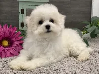 Ross, a male Bichon Frise for sale in Shipshewana, IN – Photo 4 of 4