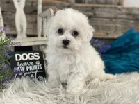 processed/4c77ce04-4a20-4d18-9609-4c5ac81fbcb1/listing/28e63de2-632a-4a1e-961c-8072b2157ddb/46d84e49-719d-45ce-bfac-f24a76e2582b