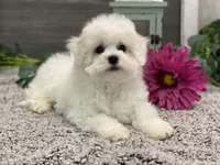 Ross, a male Bichon Frise for sale in Shipshewana, IN – Photo 1 of 4