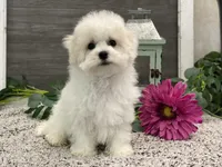 Ross, a male Bichon Frise for sale in Shipshewana, IN – Photo 2 of 4