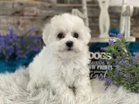 processed/4c77ce04-4a20-4d18-9609-4c5ac81fbcb1/listing/28e63de2-632a-4a1e-961c-8072b2157ddb/dedf11a6-0714-4ffd-9b62-128bf3067953