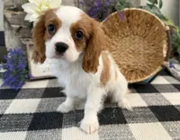 Osceola, a male Cavalier King Charles Spaniel for sale in Shipshewana, IN – 2 of 4