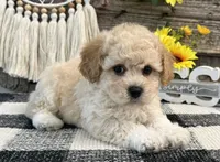Grady, a male Bichon Frise and Poodle - Toy  for sale in Shipshewana, IN – 3 of 6