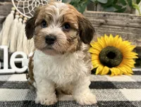 Halston, a male Havanese for sale in Shipshewana, IN – 2 of 6