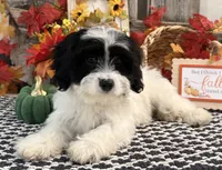 Niles, a male Cavachon for sale in Shipshewana, IN – 4 of 6