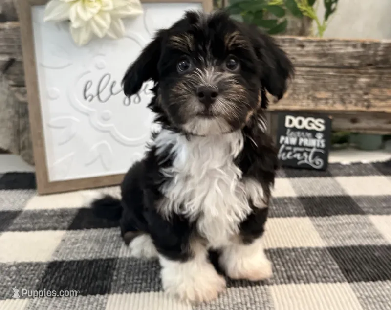 Rio – Havanese puppy for sale in Shipshewana, IN