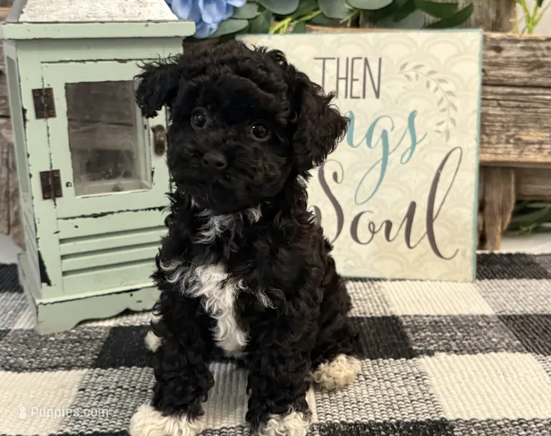 Lance – Havanese, Poodle - Toy  puppy for sale in Shipshewana, IN