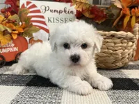 Dirk, a male Bichon Frise for sale in Shipshewana, IN – 3 of 6
