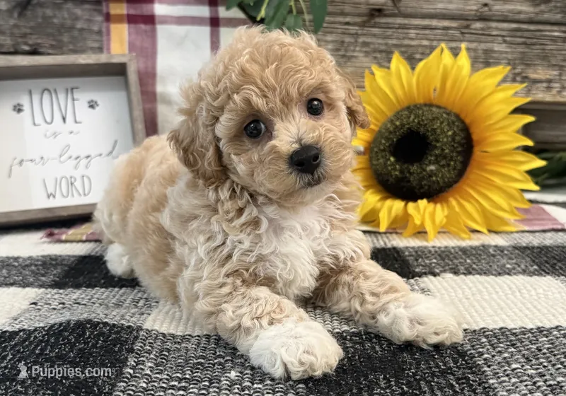 Veda – Bichon Frise, Poodle - Toy  puppy for sale in Shipshewana, IN