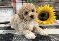 Veda, a female Bichon Frise and Poodle - Toy  for sale in Shipshewana, IN – 1 of 6