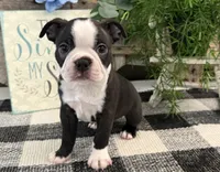 Admiral, a male Boston Terrier for sale in Shipshewana, IN – 3 of 6