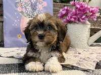 Felicity, a female Havanese for sale in Shipshewana, IN – 3 of 6