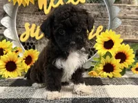 Leo , a male Havanese and Poodle - Toy  for sale in Shipshewana, IN – 4 of 6