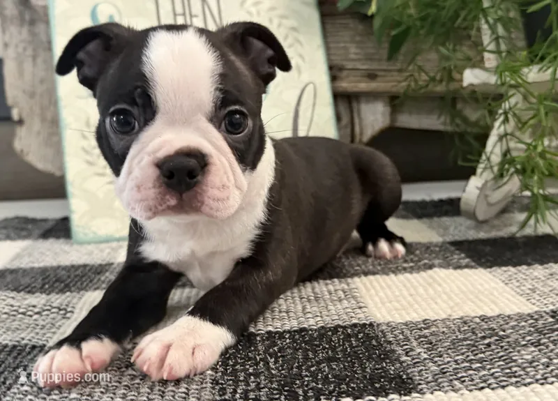 Admiral – Boston Terrier puppy for sale in Shipshewana, IN