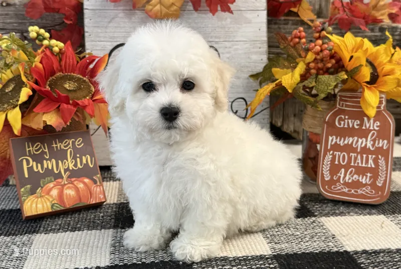 Dorian – Bichon Frise puppy for sale in Shipshewana, IN