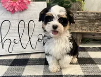 Holly, a female Havanese for sale in Shipshewana, IN – 1 of 6