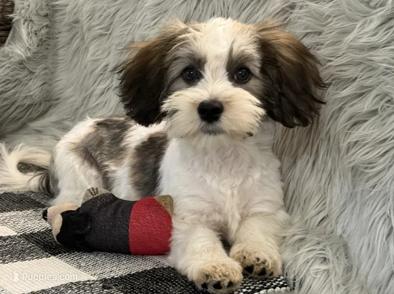 Remington – Havanese puppy for sale in Shipshewana, IN