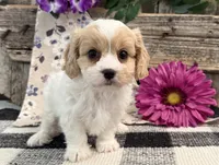 Darby, a female Bichon Frise and Cavalier King Charles Spaniel for sale in Shipshewana, IN – 2 of 6