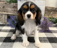 Zorro, a male Cavalier King Charles Spaniel for sale in Shipshewana, IN – 4 of 6