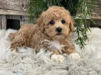 Gatlin, a male Bichpoo for sale in Shipshewana, IN – Photo 1 of 4