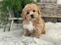 Gatlin, a male Bichpoo for sale in Shipshewana, IN – Photo 4 of 4