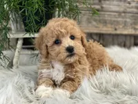 Gatlin, a male Bichpoo for sale in Shipshewana, IN – Photo 3 of 4