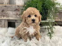 Gatlin, a male Bichpoo for sale in Shipshewana, IN – Photo 2 of 4