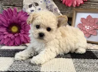 Gracie, a female Bichon Frise and Poodle - Toy  for sale in Shipshewana, IN – 2 of 6