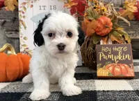 Rayna, a female Havanese for sale in Shipshewana, IN – 4 of 6