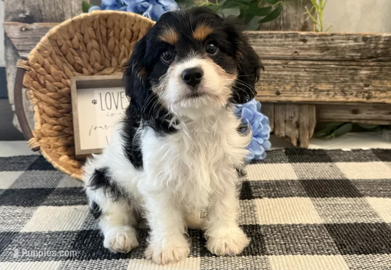 Dash – Bichon Frise, Cavalier King Charles Spaniel puppy for sale in Shipshewana, IN