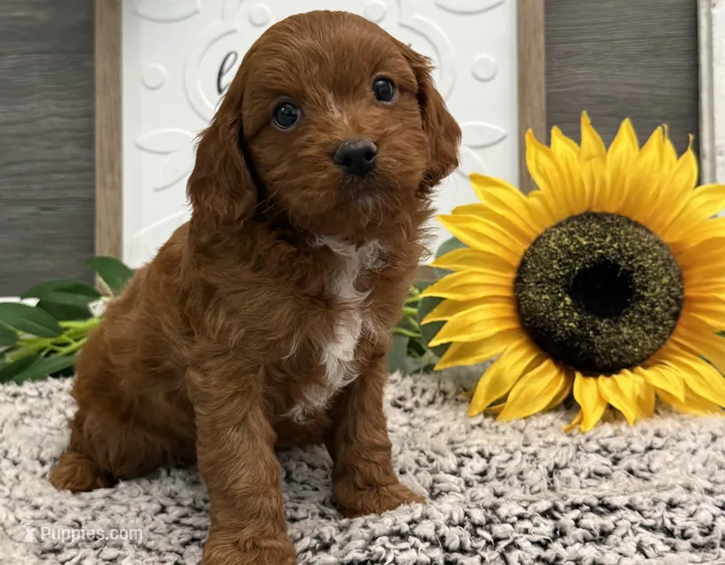 Phelps – Cavalier King Charles Spaniel, Poodle - Toy  puppy for sale in Shipshewana, IN