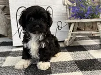 Lando, a male Havanese and Poodle - Toy  for sale in Shipshewana, IN – 3 of 6
