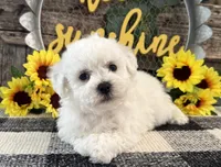 Tavis, a male Bichon Frise for sale in Shipshewana, IN – 2 of 6