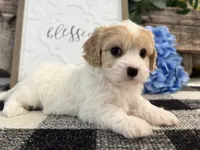 Nash, a male Bichon Frise and Cavalier King Charles Spaniel for sale in Shipshewana, IN – 2 of 6