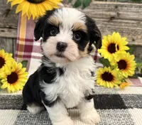 Holly, a female Havanese for sale in Shipshewana, IN – 1 of 6
